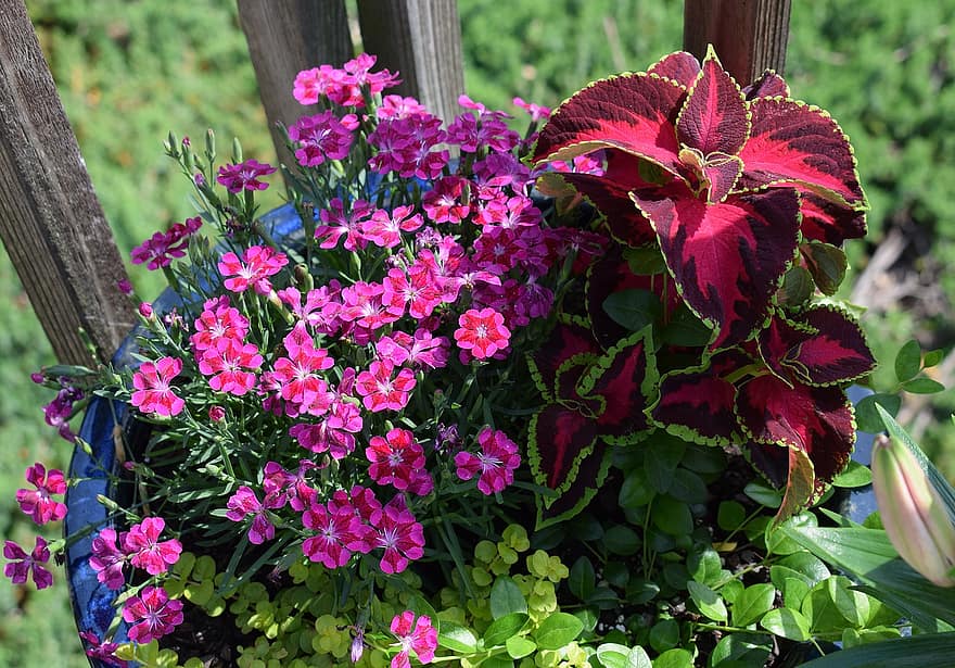 bright-flowers-coleus-carnation-flower-blossom-bloom-plant-perennial-bright
