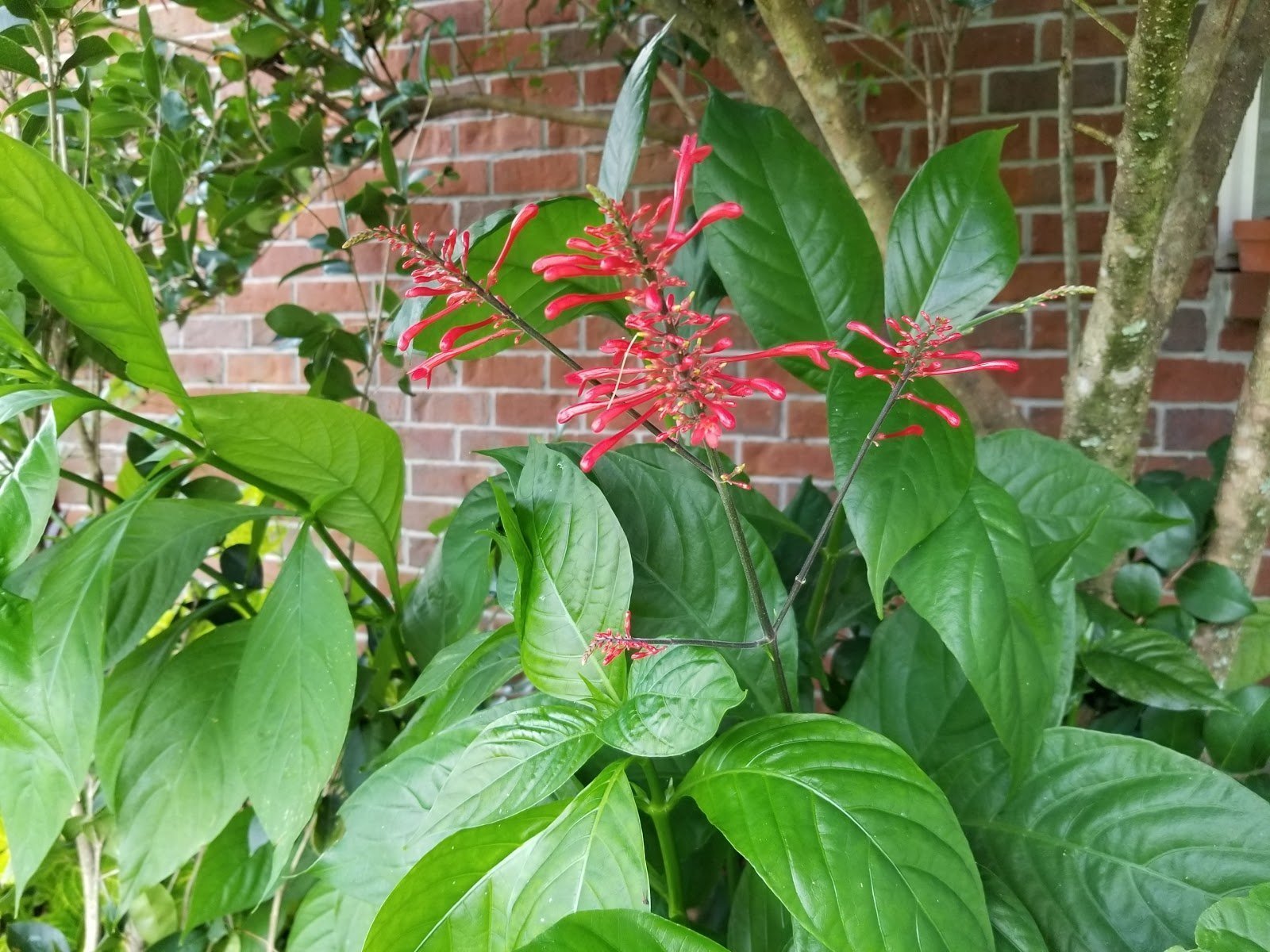 firespike, unusual perennials