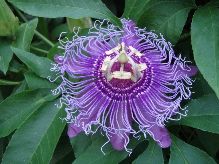 Passion flower, unusual perennial