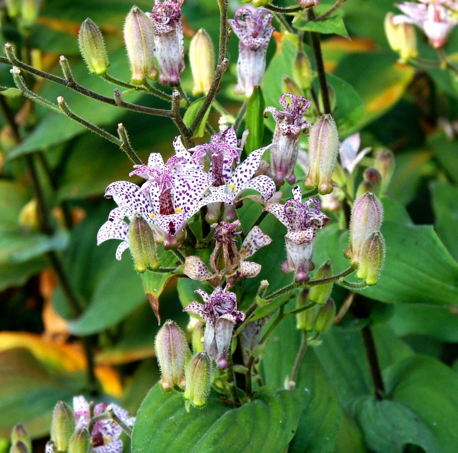 toad lily, unusual perennial