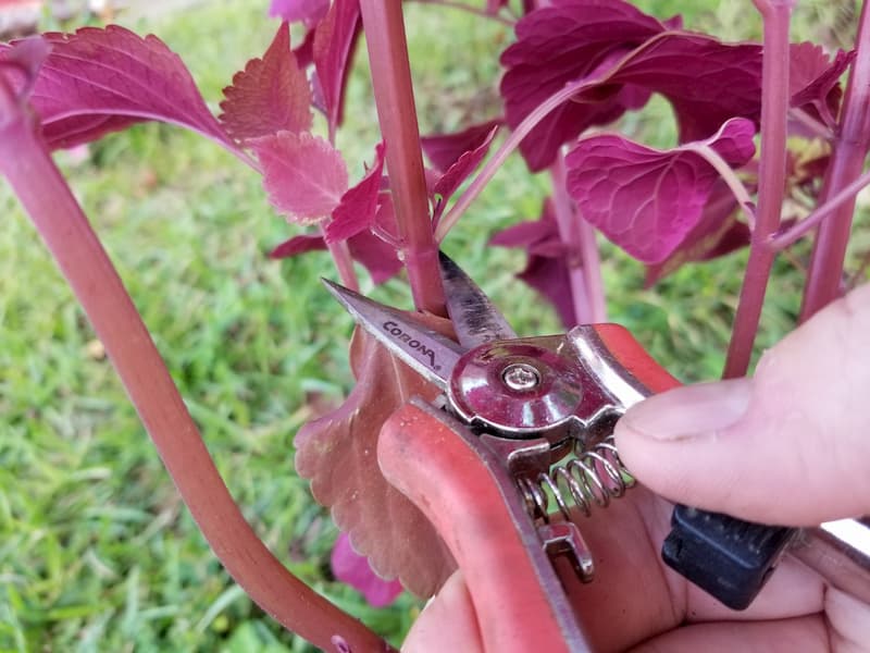 how to take coleus cutting