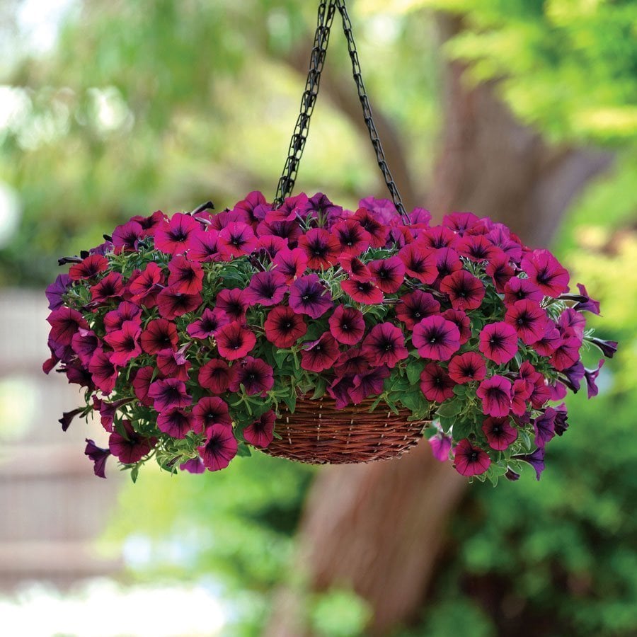 petunia hanging basket