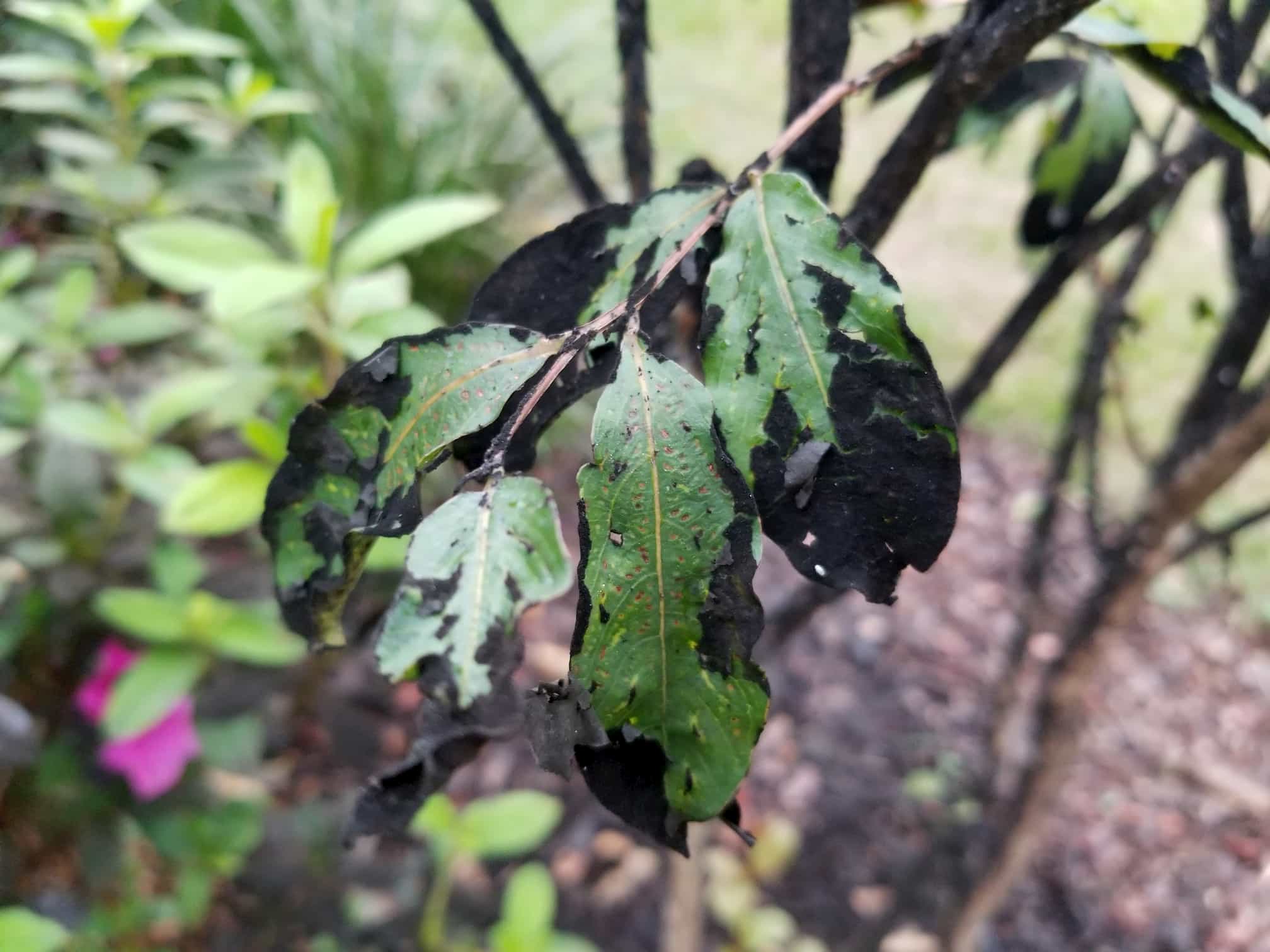 3 Causes of Crepe Myrtle Turning Black 