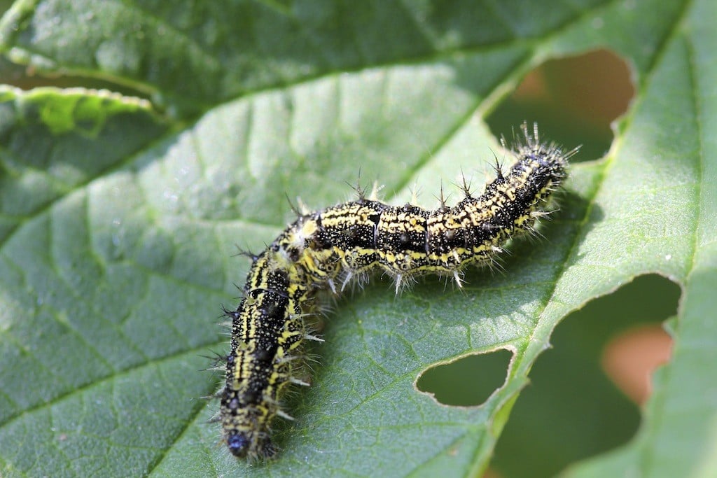 How To Get Rid Of Caterpillars Garden Down South