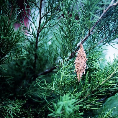 bagworm in cedar tree