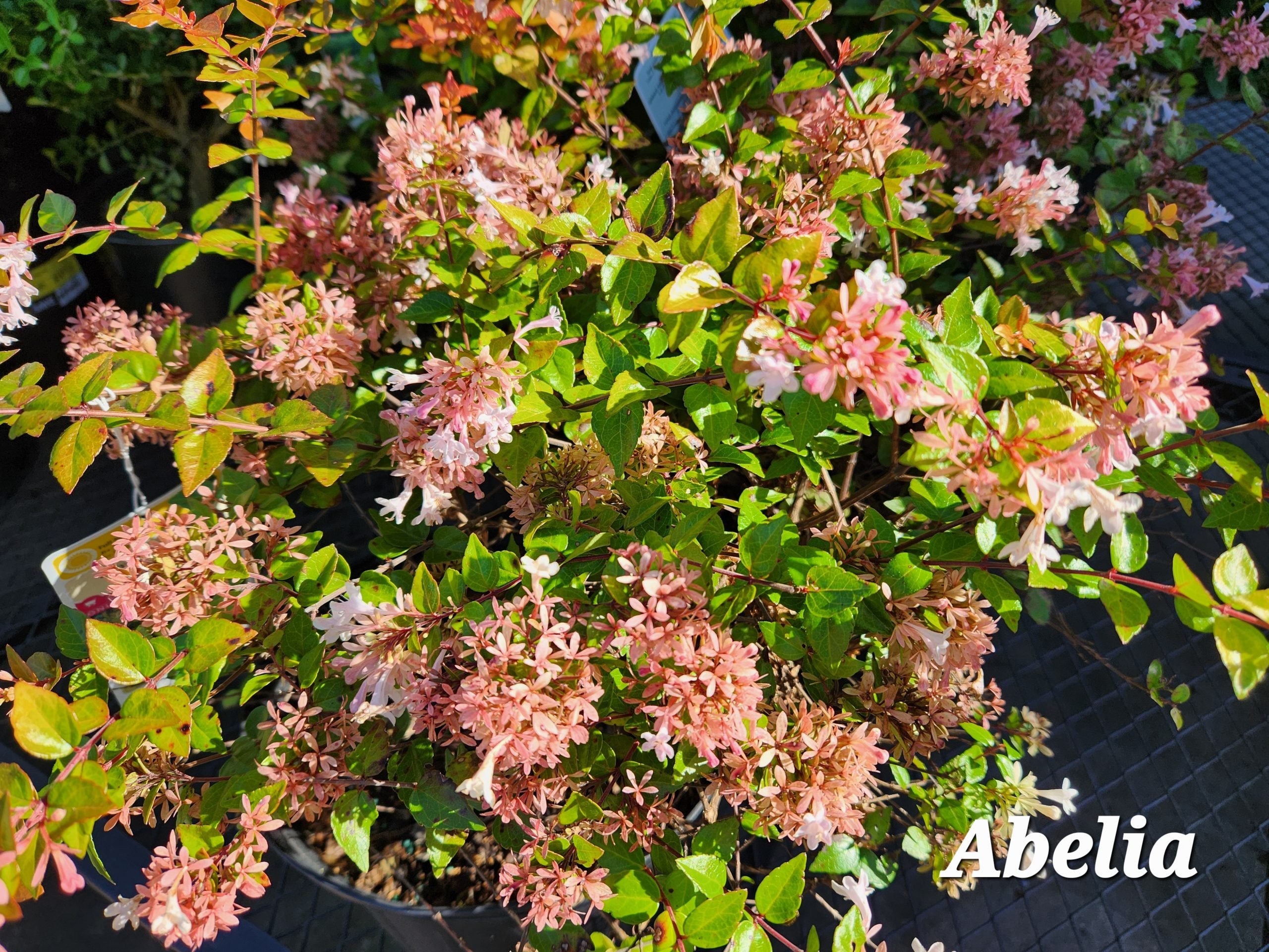 Fall Bedding Flowers Garden Down South