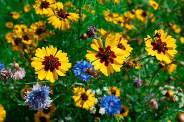 21 Low Maintenance Perennials That Bloom All Summer ~ Garden Down South