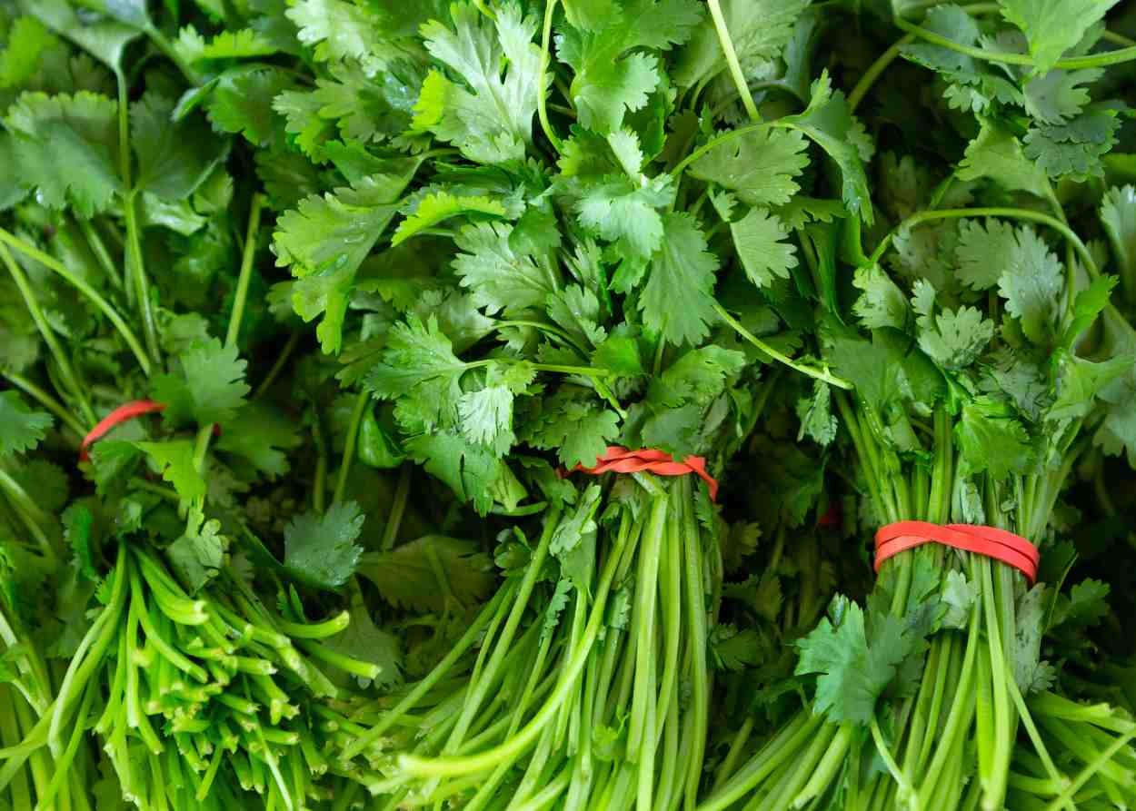 How to Grow Cilantro Garden Down South