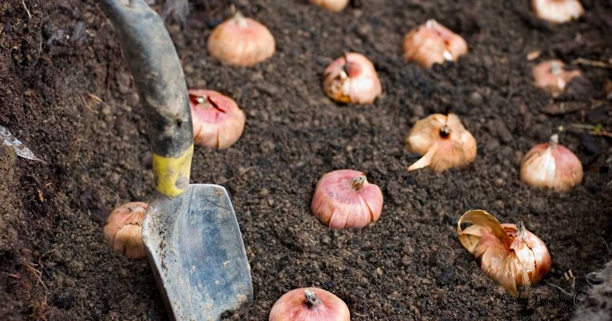 5 Bulbs To Plant in Fall For Spring Color ~ Garden Down South