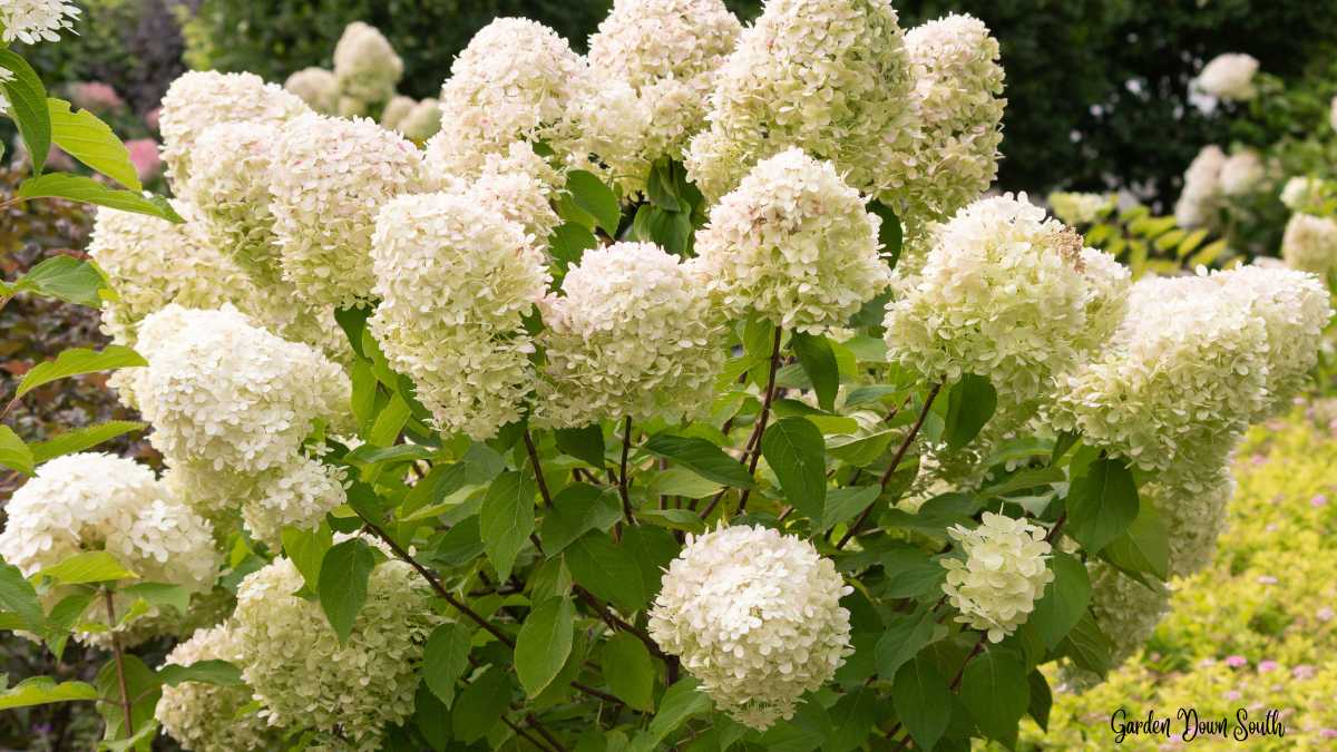 How Fast Does Little Lime Hydrangea Grow: Growth Guide ~ Garden Down South